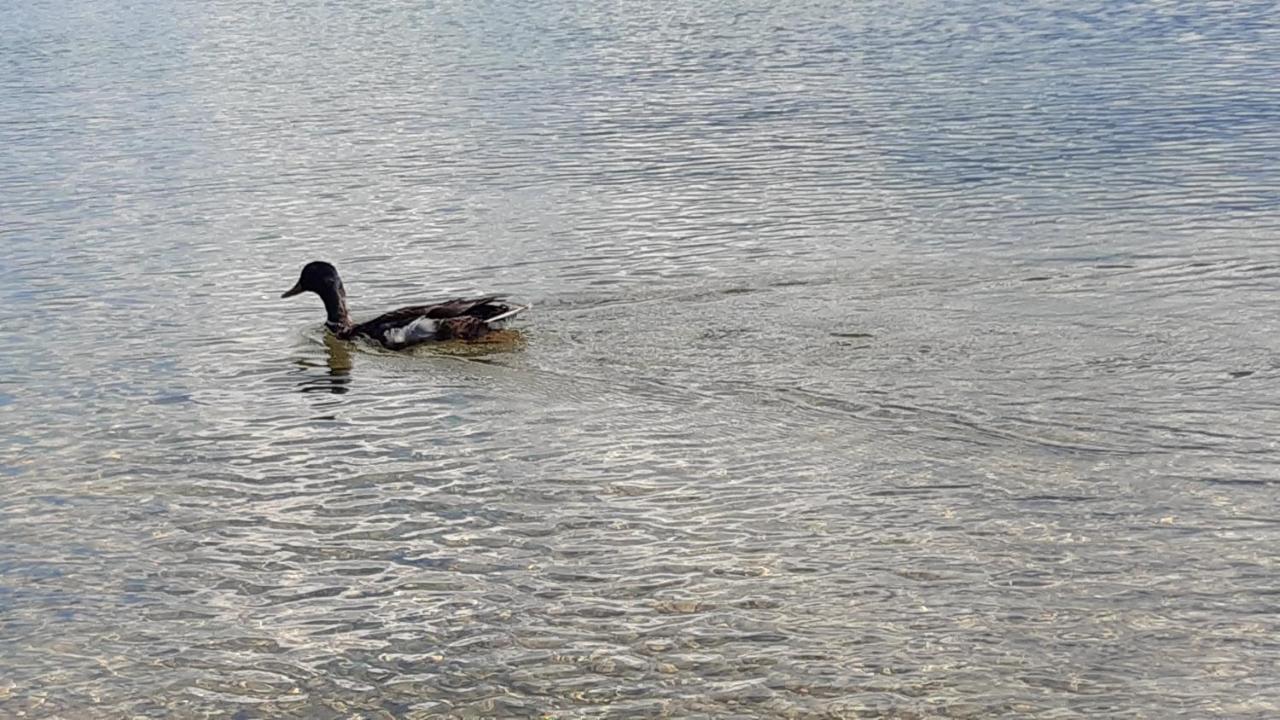 Wildente Am See Майсхофен Екстериор снимка